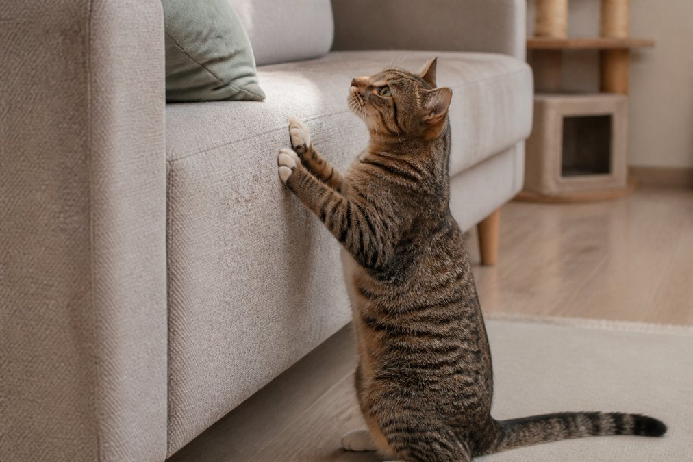 How to Stop Cat Scratching: 7 Proven Strategies