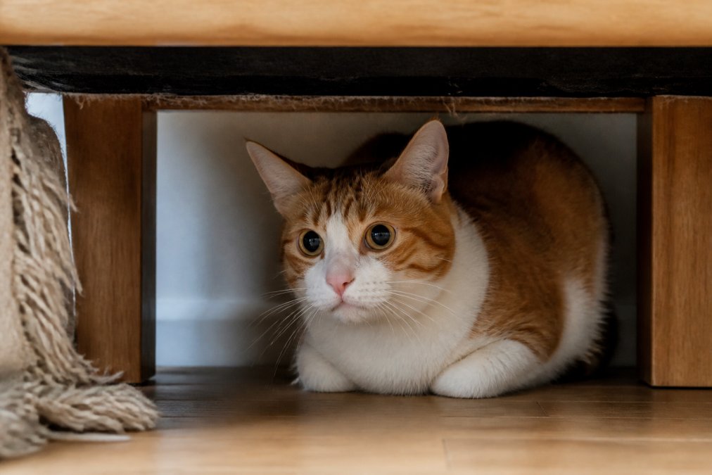 Signs of Anxiety in Cats: A Complete Guide