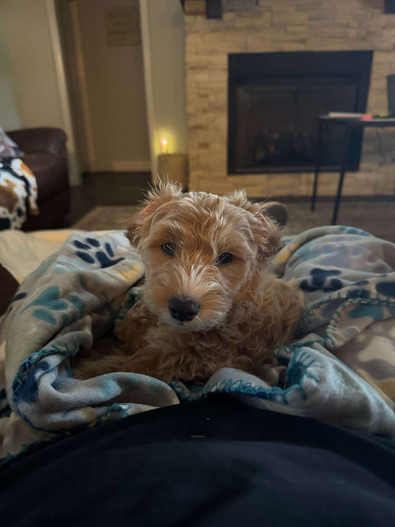 Helping Pets Live Their Best Lives