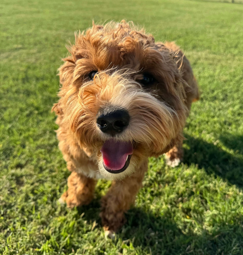 Why We Started Calm Haven Pets